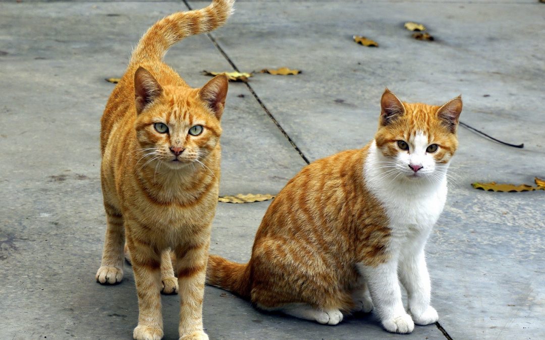 Lima Tanda Berikut Menunjukan Kucing Menyayangi Anda
